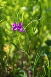 Lathyrus quinquenervius. Верхушка цветущего растения. Приморский край, о. Русский, обочина дороги. 12.06.2017.