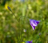 Campanula wolgensis