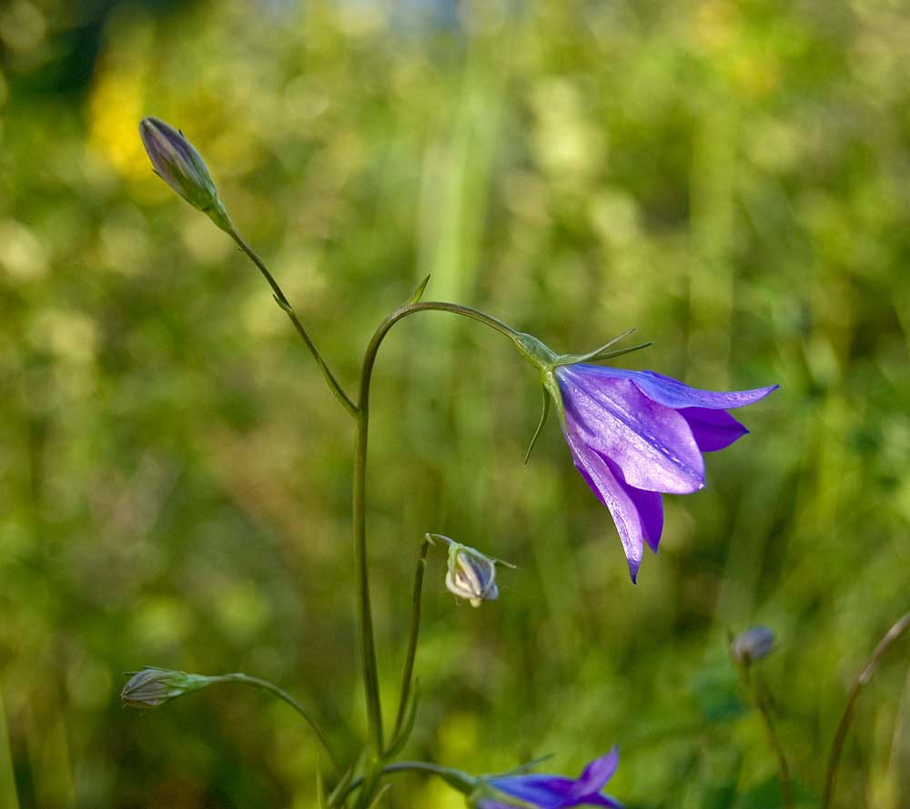 Изображение особи Campanula wolgensis.