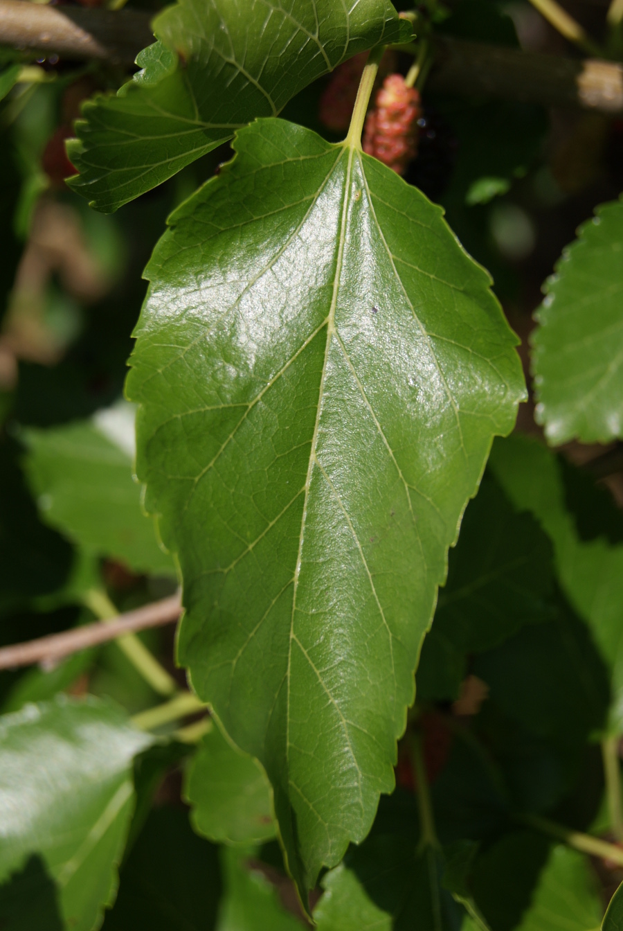 Изображение особи Morus alba.