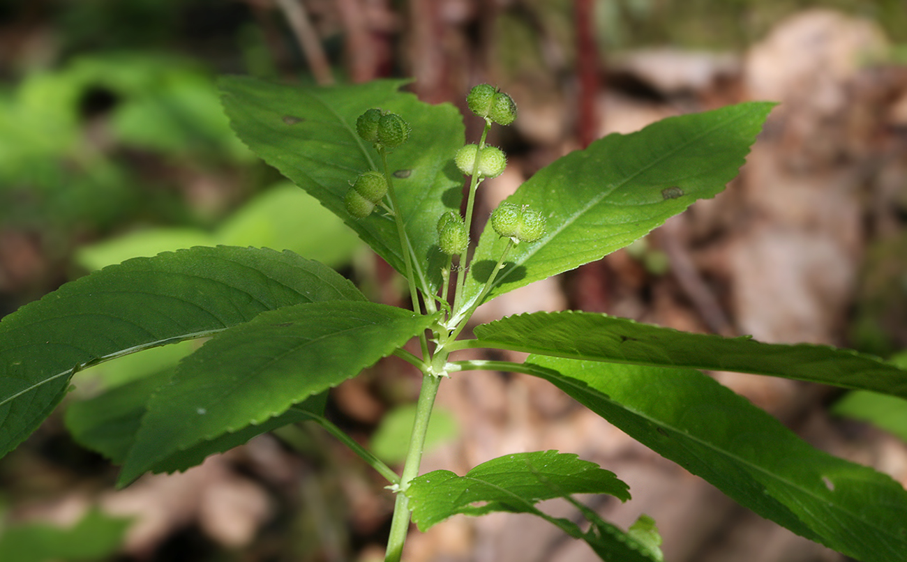 Изображение особи Mercurialis perennis.