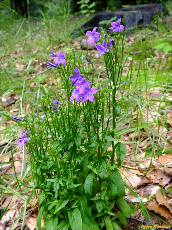 Изображение особи Campanula patula.