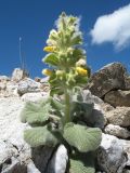 Phlomoides tianschanica. Цветущее растение. Южный Казахстан, Таласский Алатау, запов. Аксу-Жабаглы, перевал Кши-Каинды, 3010 м н.у.м., склон южной экспозиции. 17 июля 2017 г.