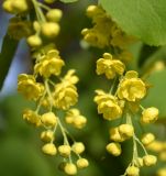 Berberis vulgaris. Соцветия. Тульская обл., Плавский р-н, окр. пос. Молочные Дворы, край лесополосы. 16.05.2013.
