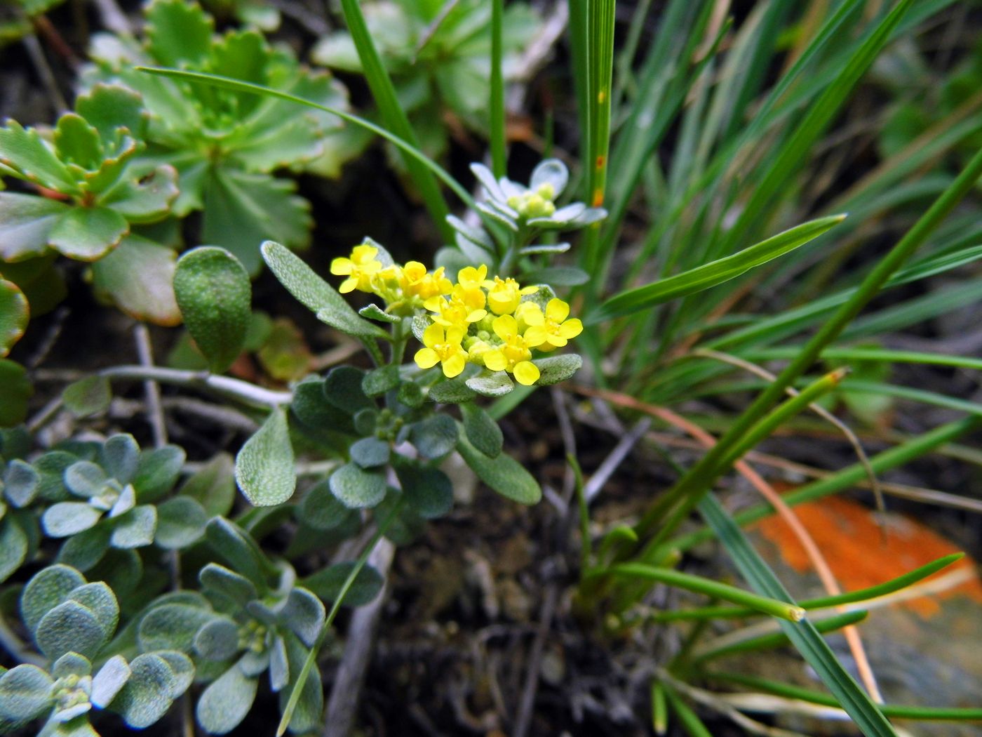 Image of Odontarrhena obovata specimen.
