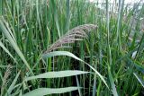 Phragmites australis