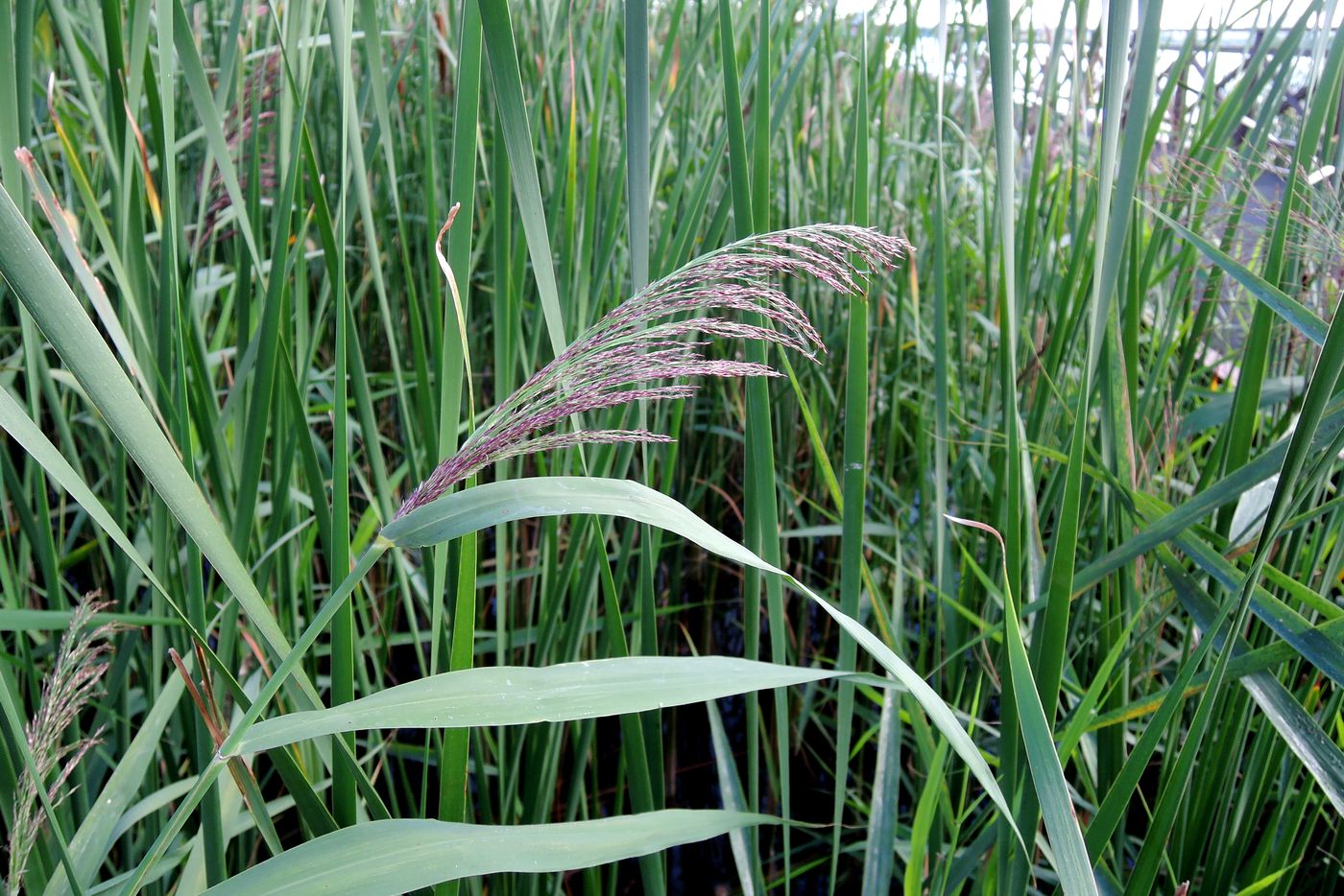Image of Phragmites australis specimen.