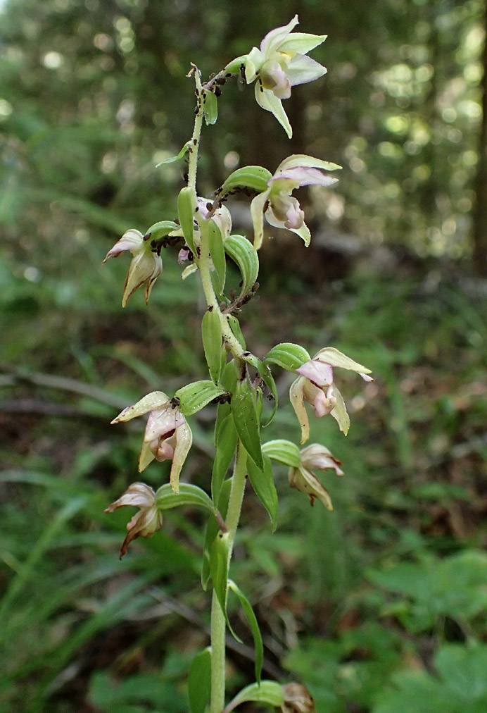 Изображение особи Epipactis helleborine.