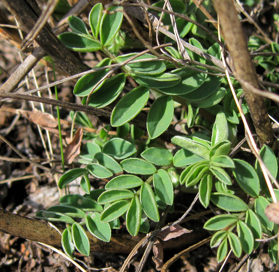 Image of Hedysarum gmelinii specimen.