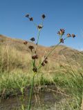 Juncus articulatus. Верхушка растения с соплодиями. Казахстан, Западный Тянь-Шань, Киргизский хр., ущ. Кара-Арча, ≈ 800 м н.у.м., берег ручья. 8 сентября 2017 г.