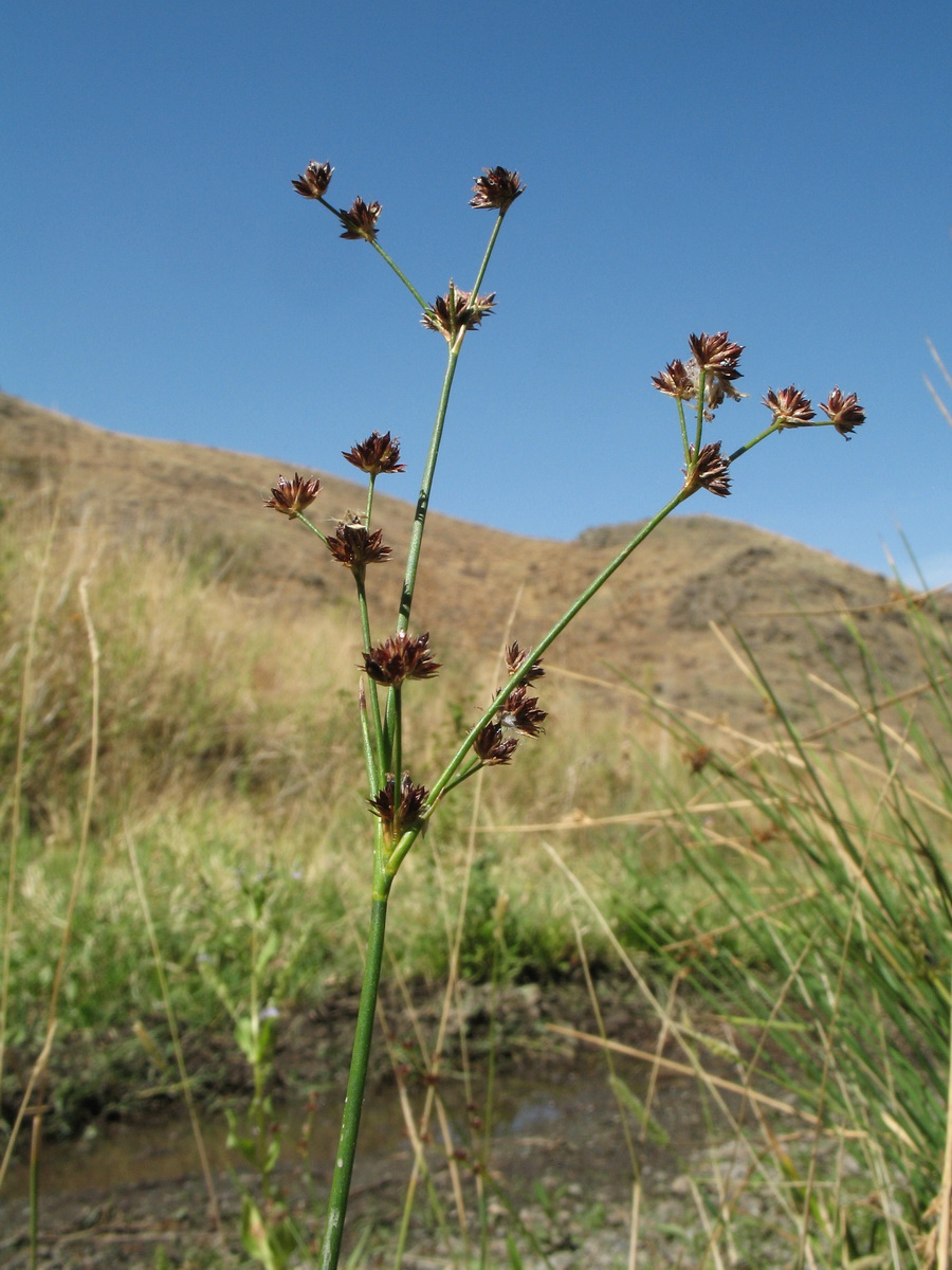 Изображение особи Juncus articulatus.