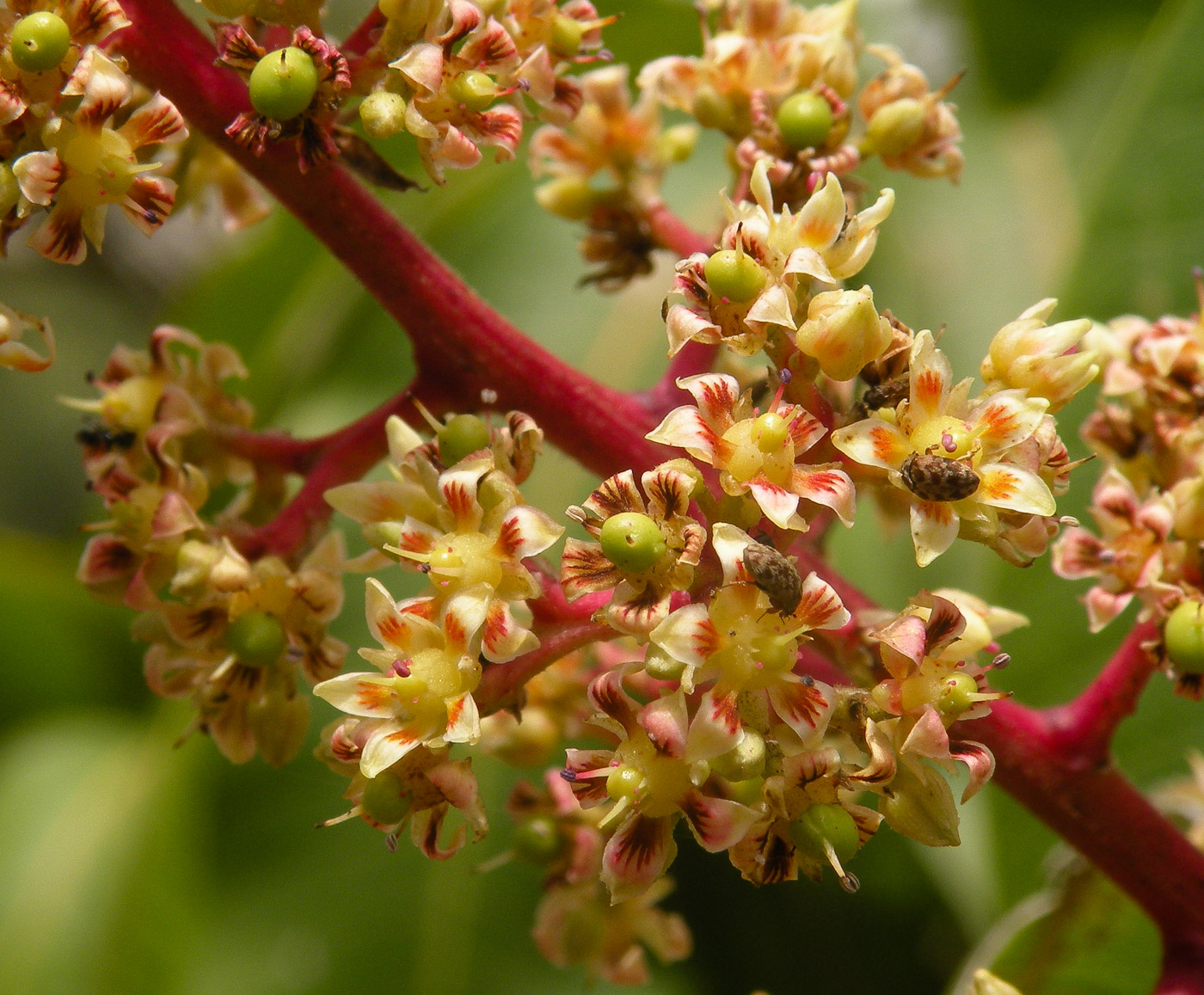 Изображение особи Mangifera indica .