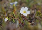 genus Claytonia. Верхушки побегов с цветком и бутонами. Якутия, дельта р. Лена, Арынская протока, о. Курунгнах-Сисе, г. Америка-хая, тундра, 16.07.2017.