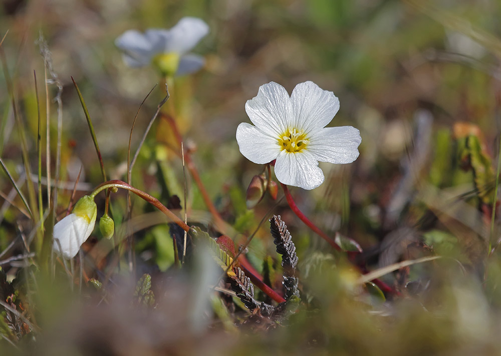 Изображение особи род Claytonia.