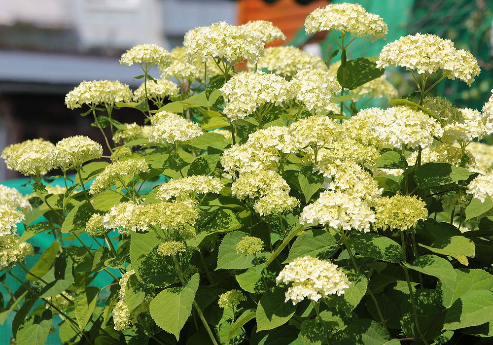 Image of Hydrangea arborescens specimen.