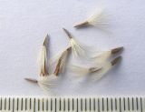 Image of taxon representative. Author is Сергей Банкетов