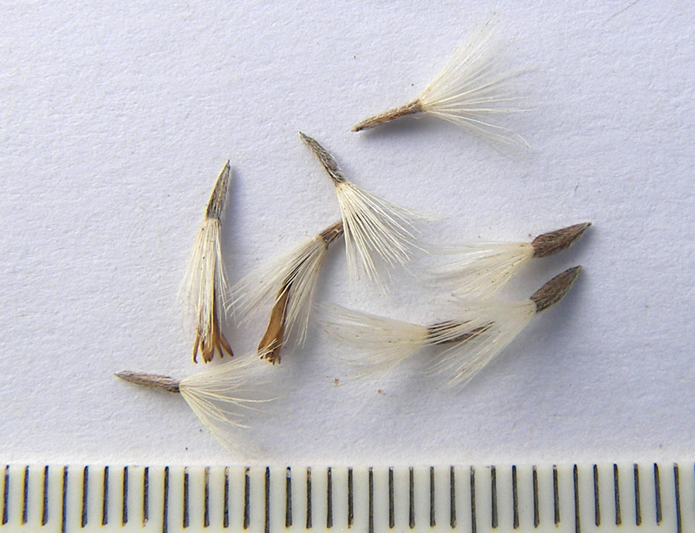 Image of Galatella rossica specimen.