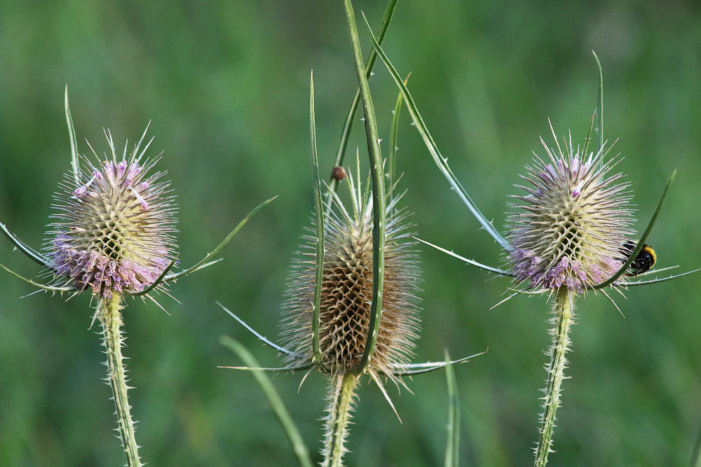 Изображение особи Dipsacus fullonum.