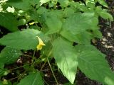 Impatiens noli-tangere