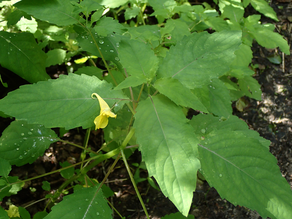 Image of Impatiens noli-tangere specimen.