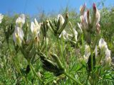 Astragalus macrotropis