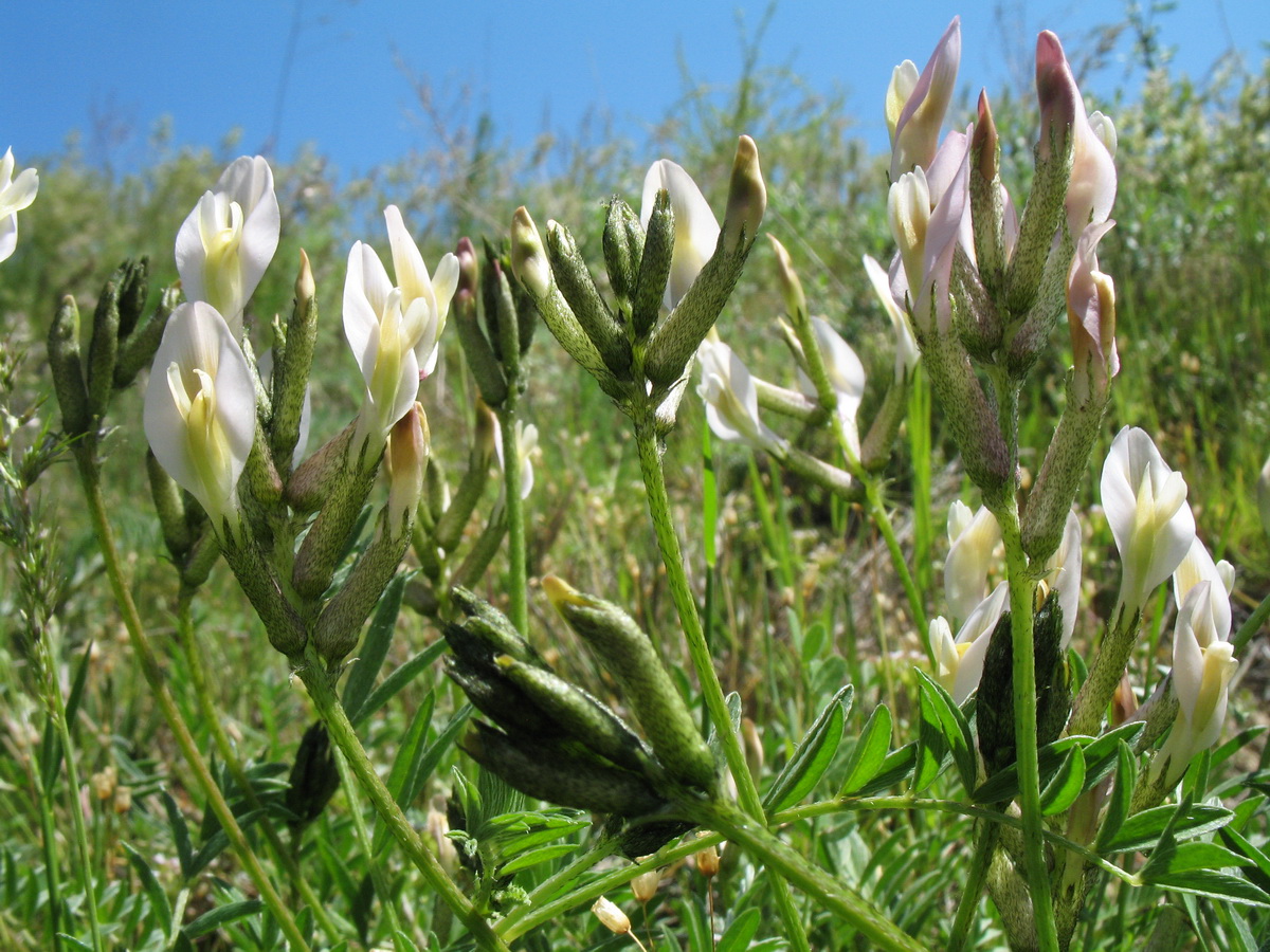 Изображение особи Astragalus macrotropis.