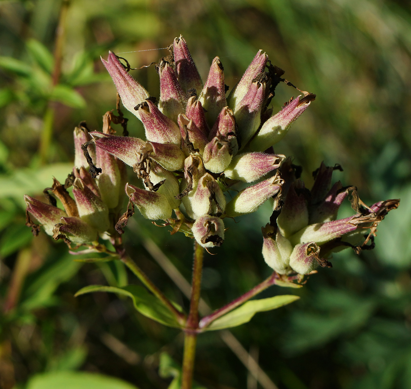 Image of Saponaria officinalis specimen.
