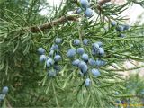 Juniperus sabina. Ветвь с шишкоягодами. Украина, Николаевская обл., Николаевский горсовет, г. Николаев, Заводской р-н, Намыв, парк \"Лески\". 10.12.2017.