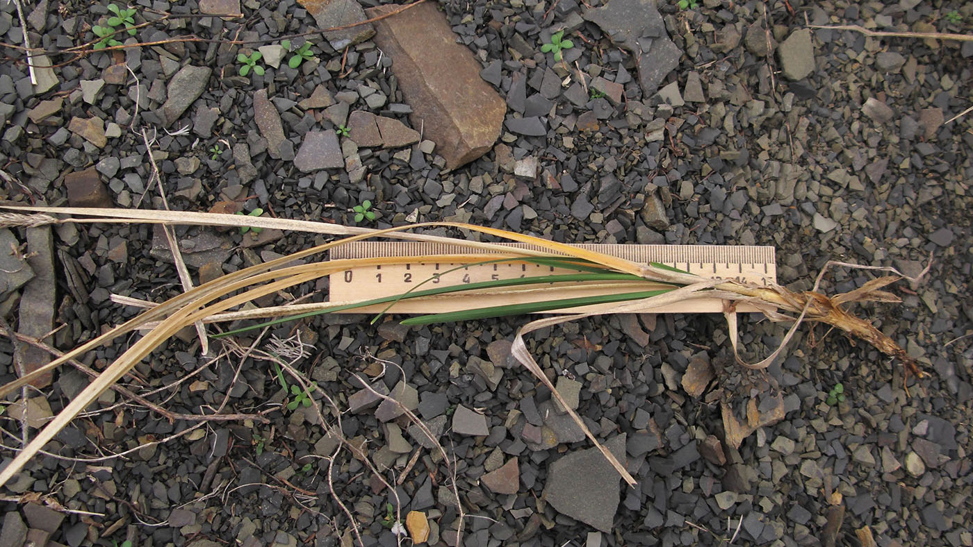 Image of Sesleria alba specimen.