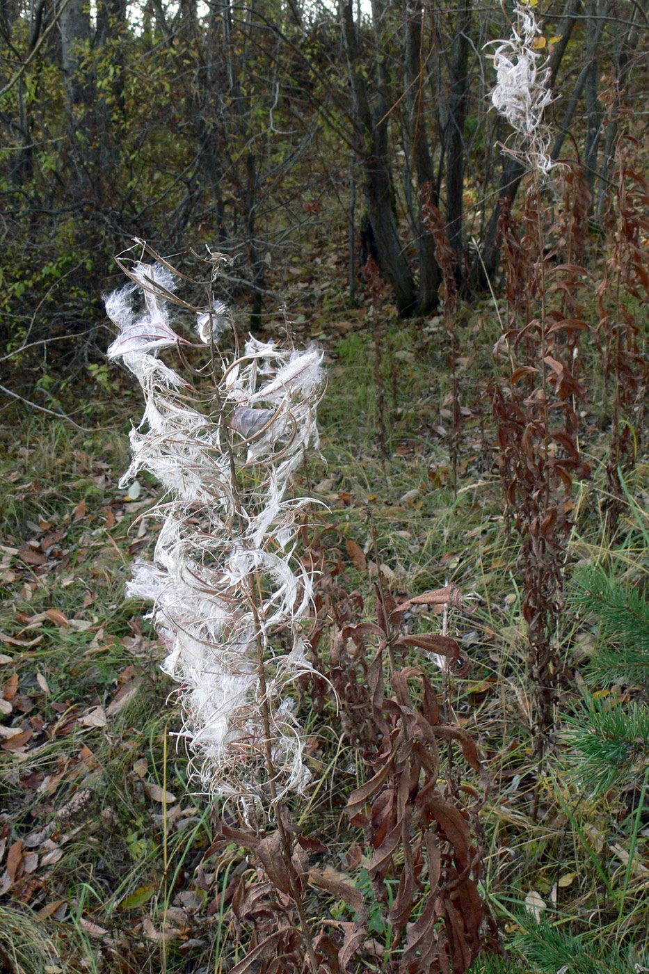 Изображение особи Chamaenerion angustifolium.