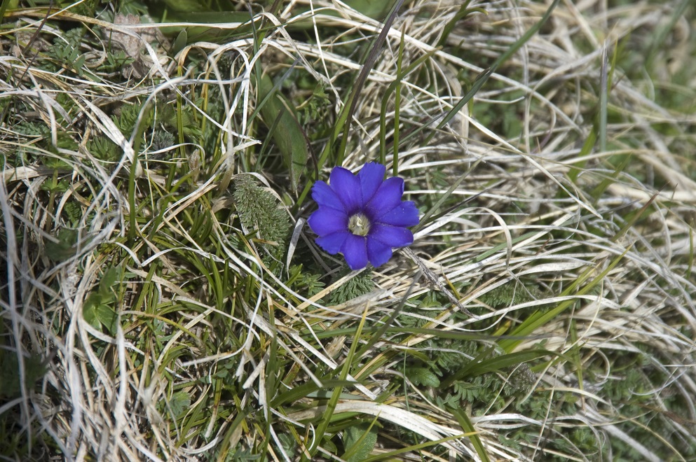 Image of Gentiana dshimilensis specimen.