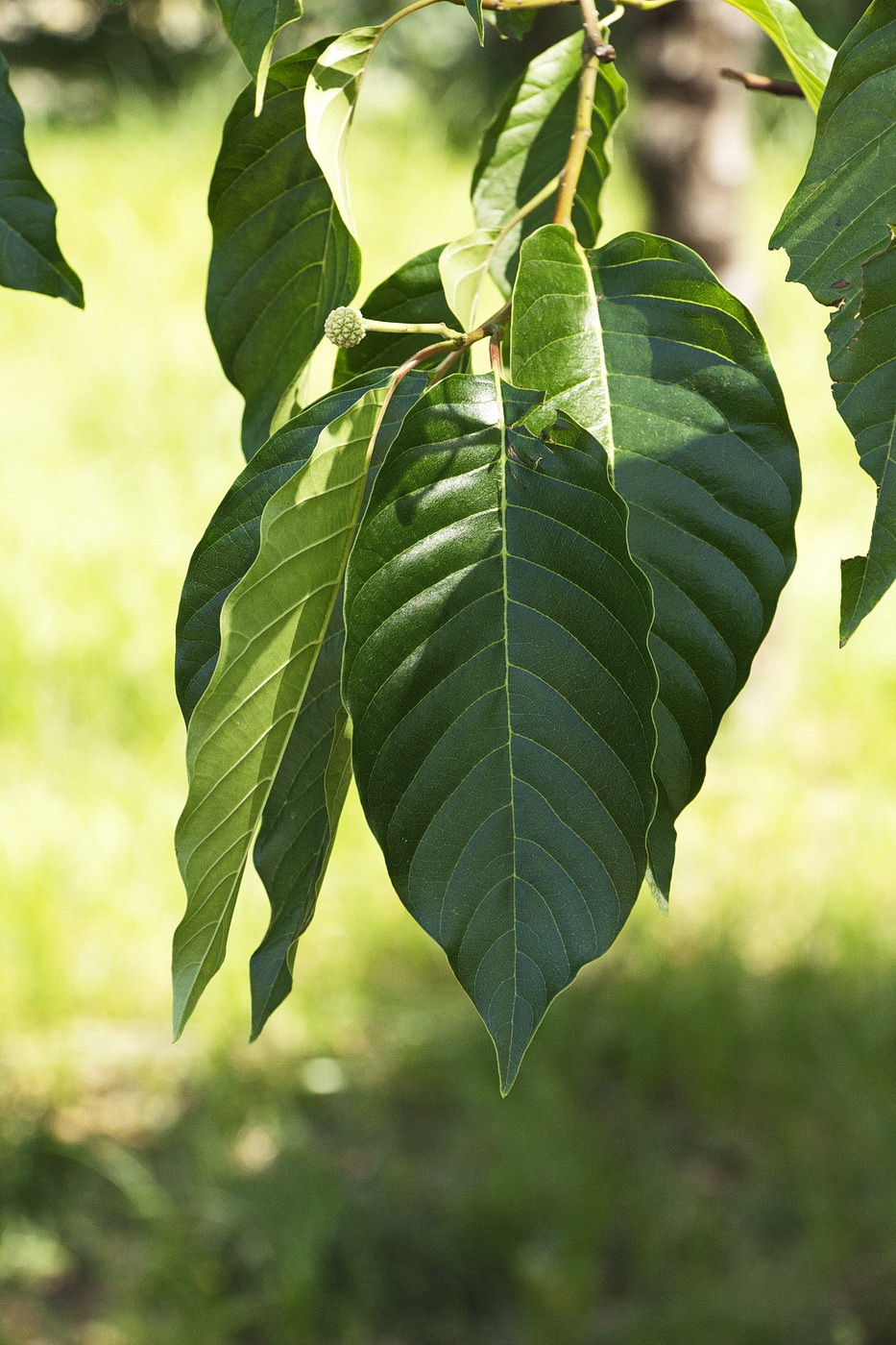 Image of Camptotheca acuminata specimen.