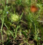 Nigella damascena