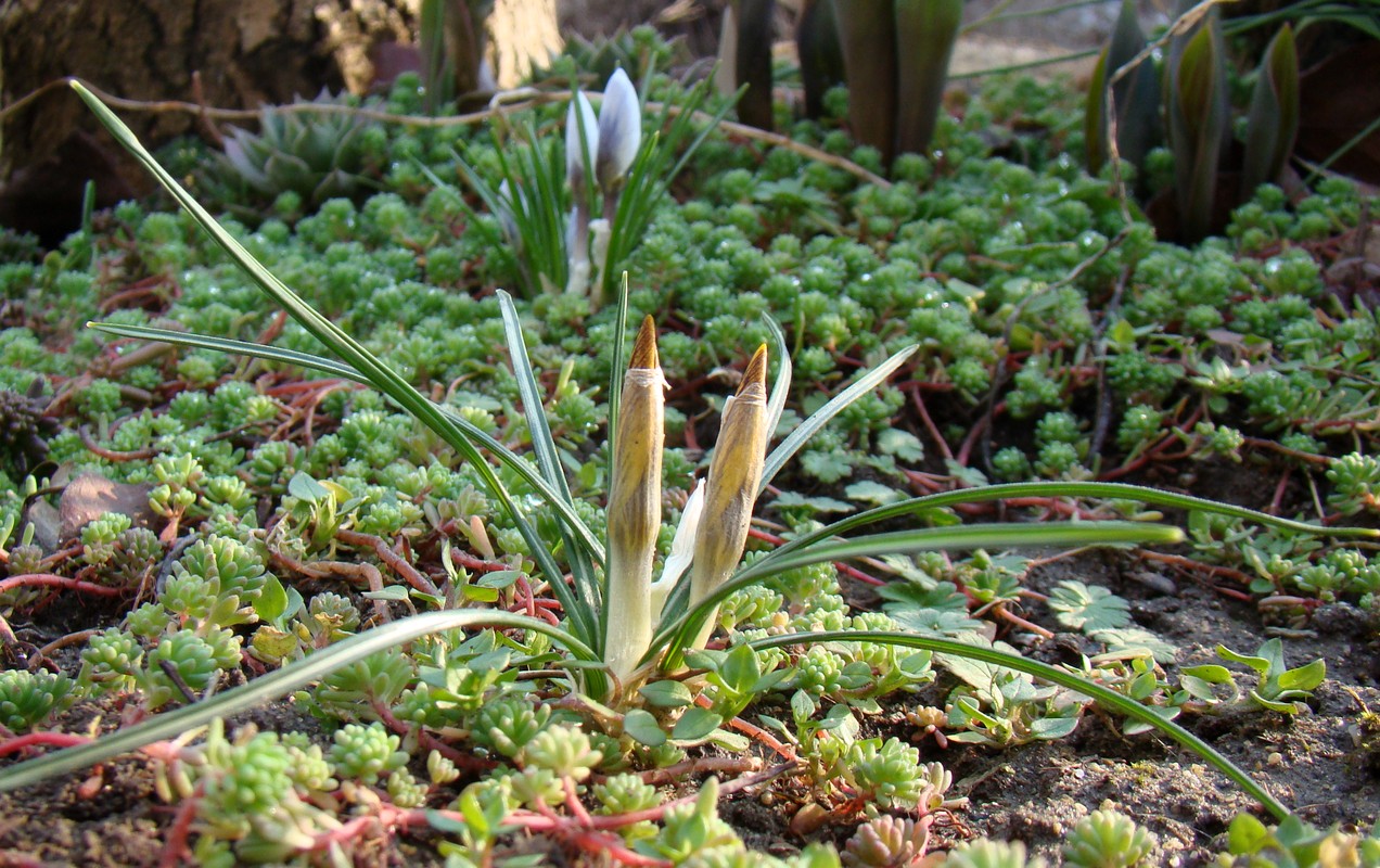 Image of Crocus chrysanthus specimen.