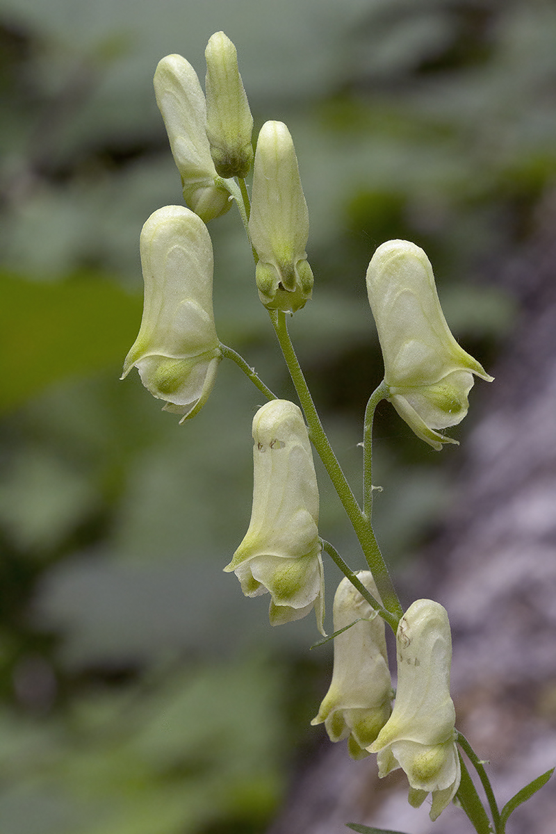 Изображение особи Aconitum umbrosum.