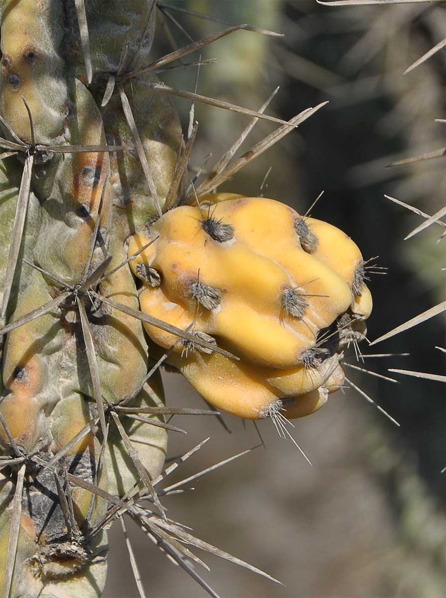 Image of Cylindropuntia imbricata specimen.