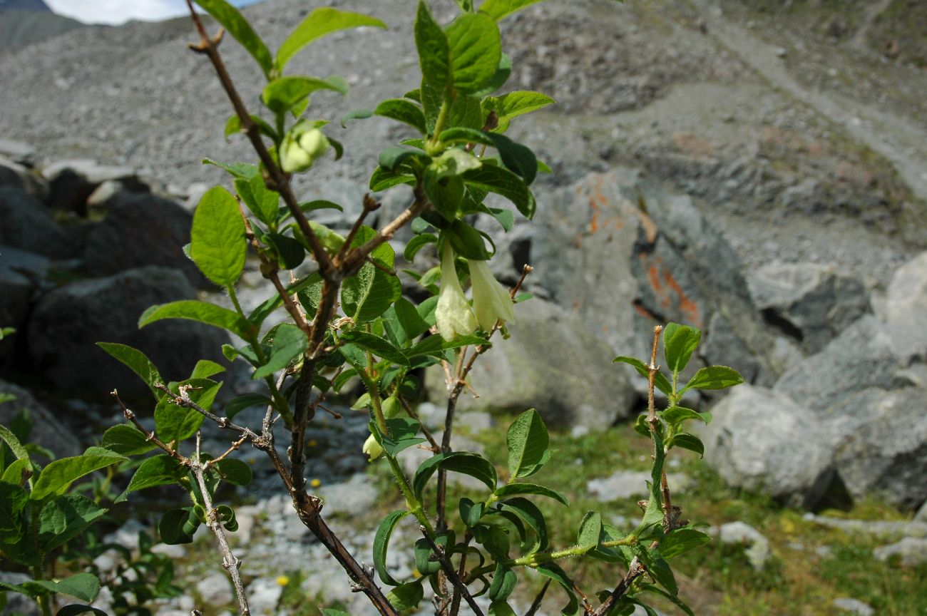 Image of Lonicera hispida specimen.