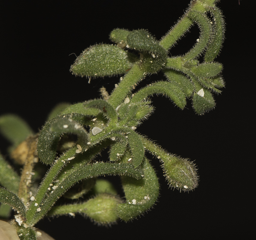 Image of Minuartia geniculata specimen.