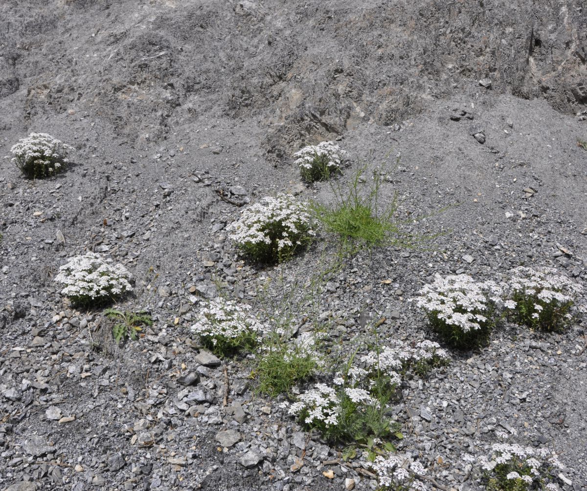 Image of Iberis sempervirens specimen.