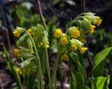 Primula macrocalyx. Соцветия. Пермский край, Свердловский р-н, кладбище \"Южное\", тополёвая роща, в культуре (?). 23.05.2018.