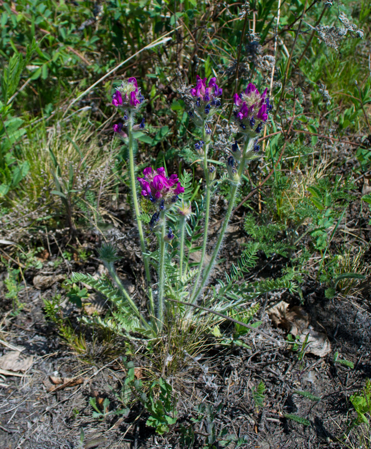 Изображение особи Oxytropis strobilacea.