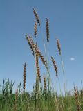 familia Poaceae. Верхушки растений с соцветиями. Казахстан, г. Тараз, дно долины р. Карасу на краю тростниковых зарослей. 3 июня 2018 г.