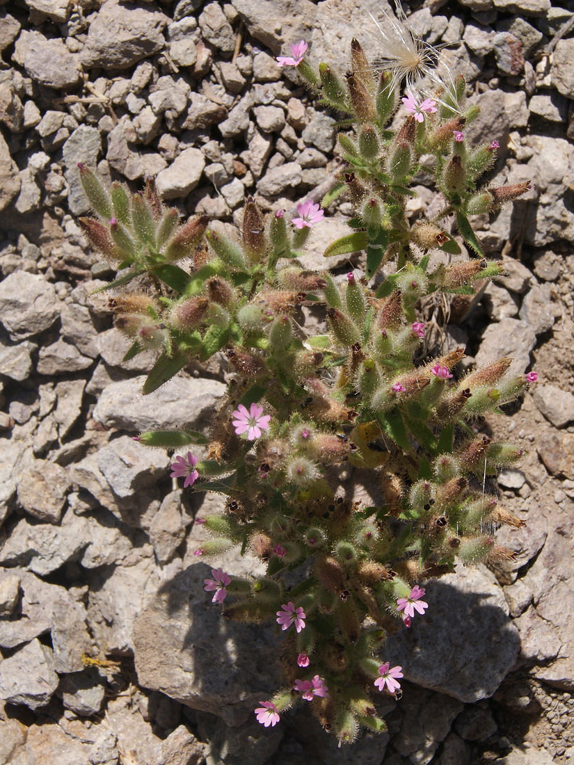 Изображение особи Saponaria viscosa.