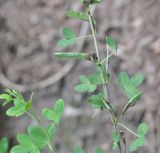 Chamaecytisus ruthenicus