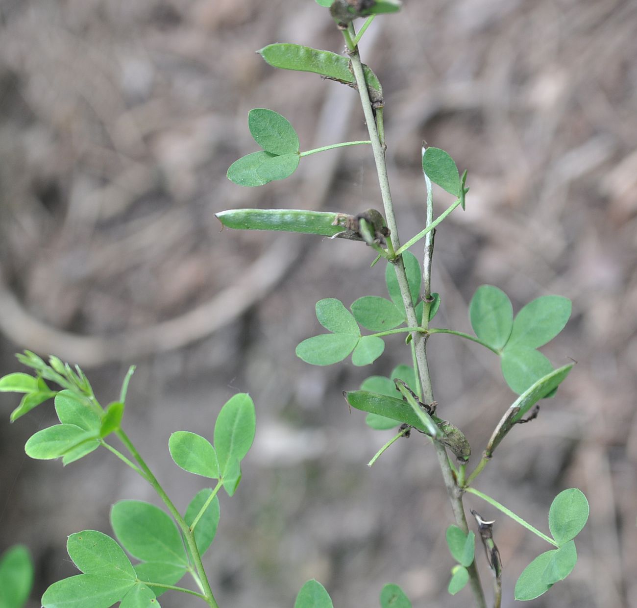 Изображение особи Chamaecytisus ruthenicus.