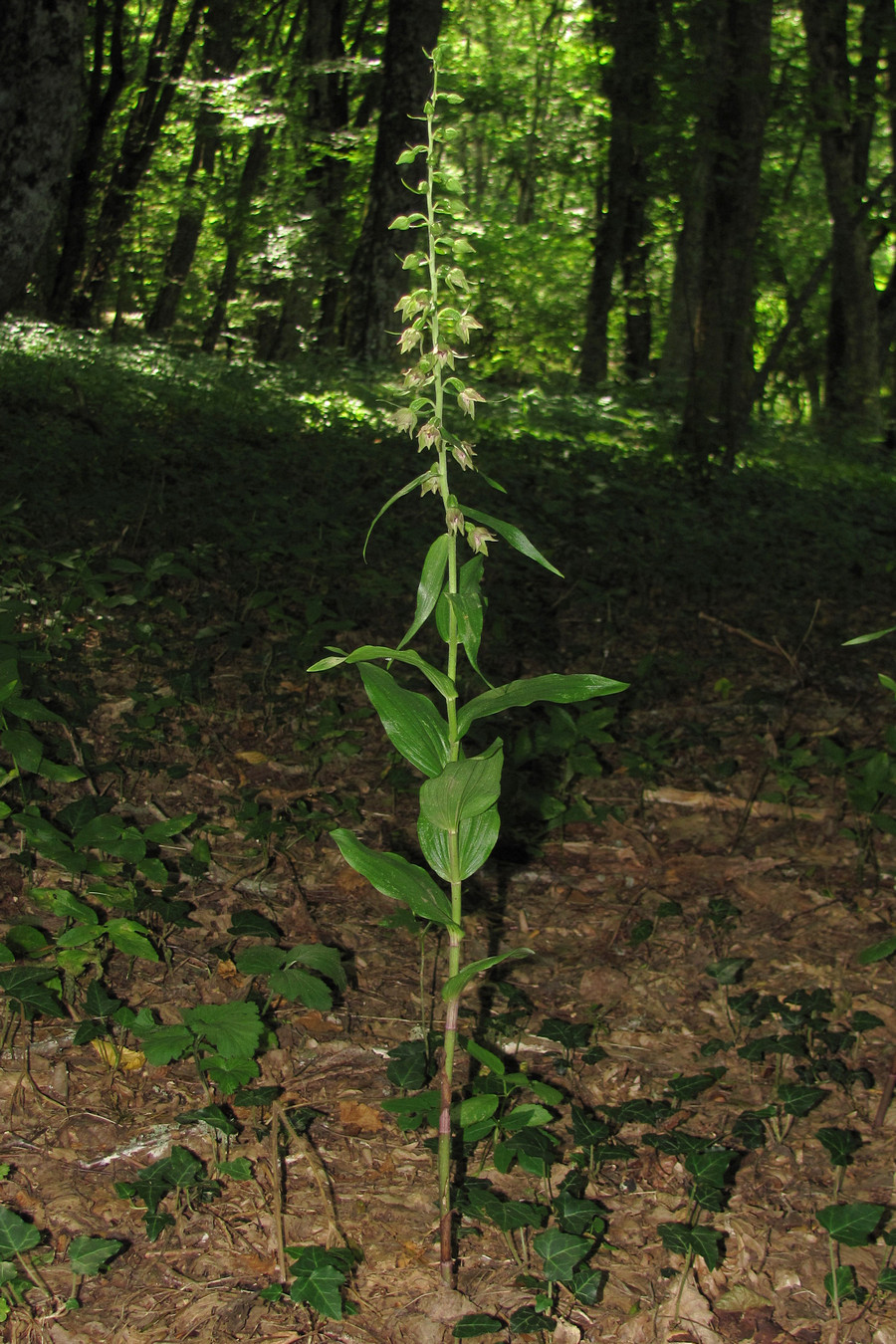 Image of Epipactis leptochila specimen.
