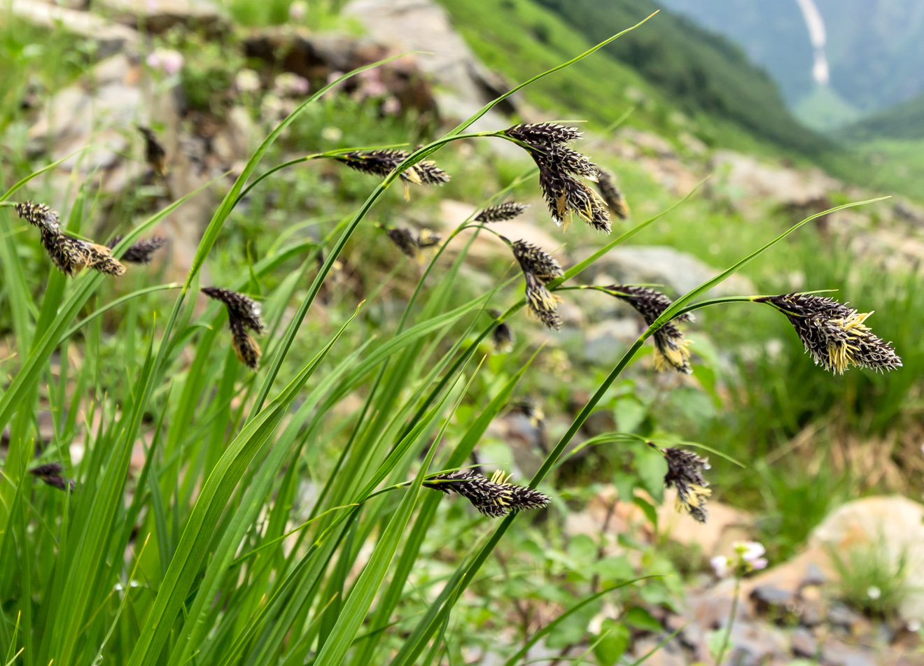 Изображение особи Carex medwedewii.