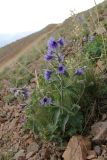 Delphinium oreophilum