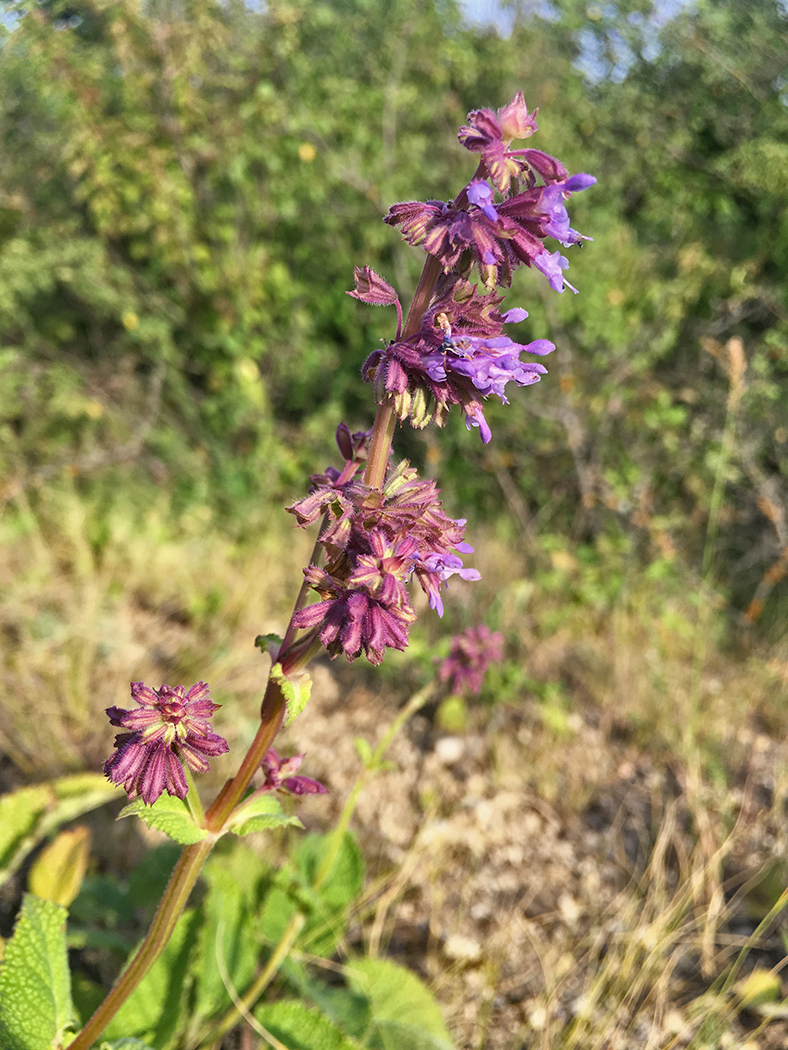 Image of Salvia verticillata specimen.