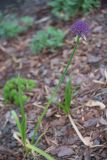 Allium wallichii